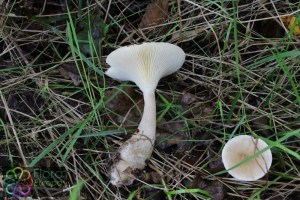 clitocybe clavipes(5) (1000 x 667).jpg_product_product_product_product_product_product_product